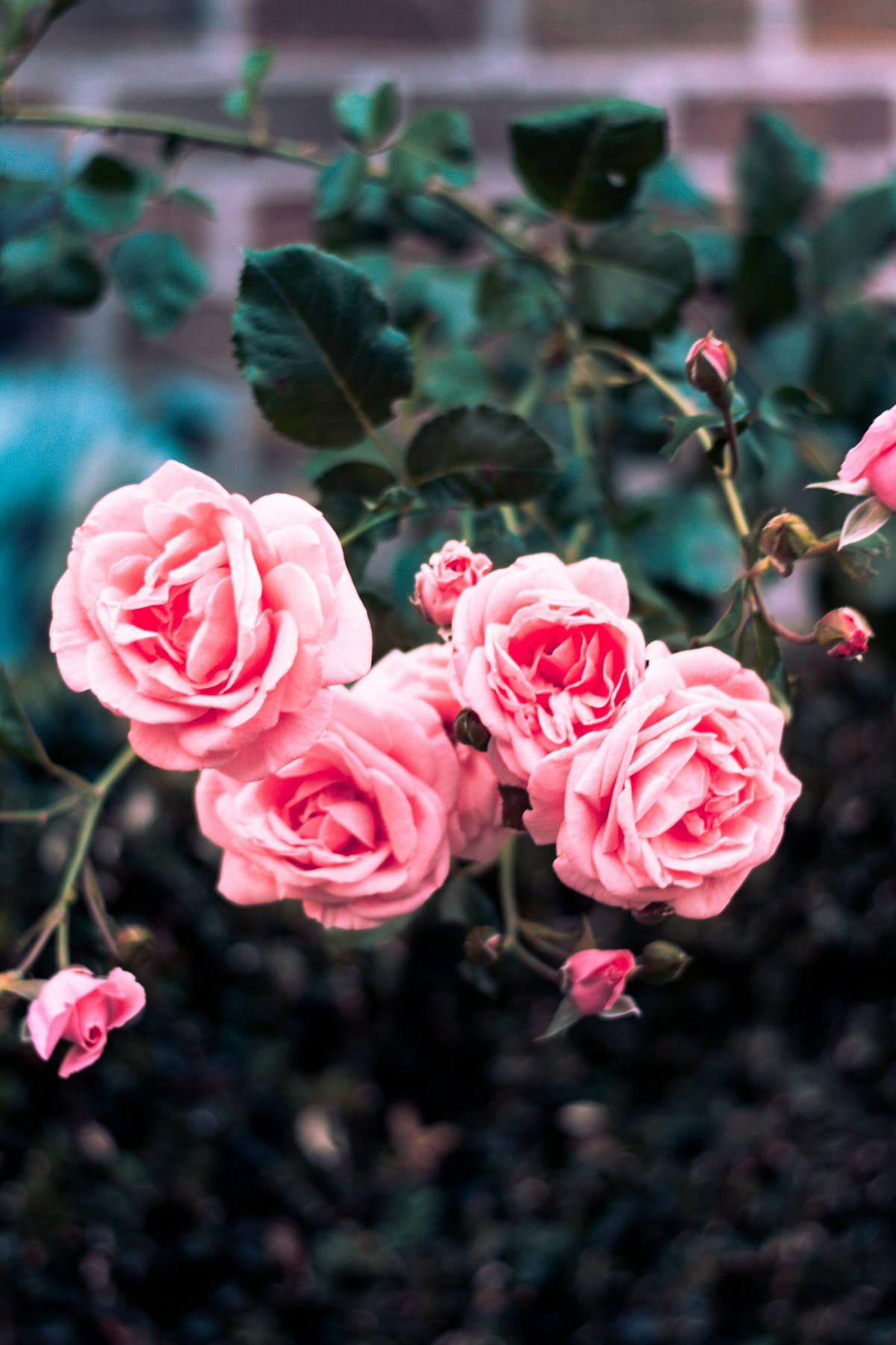 Layers of delicate rose petals